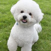 Bichon Frise low shedding dog