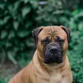 Bullmastiff sitting