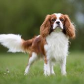 Cavalier King Charles Spaniel dog breed