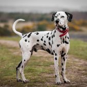 Dalmatian