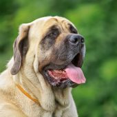 English Mastiff