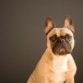 French Bulldog scaled 1.jpg
