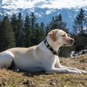 Labrador In The Mountains