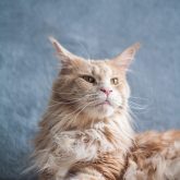 Maine Coon