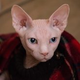 Sphynx