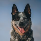 australian cattle dog