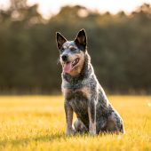 australian cattle dog portrait