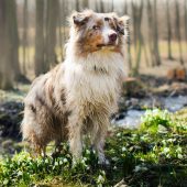 australian shepherd in the woods