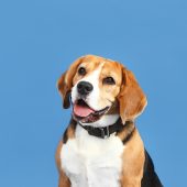 beagle main image 2 mobile