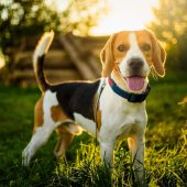 beagle potrait