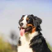 bernese mountain dog portrait mobile