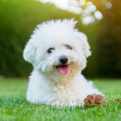 bichon frise smiling