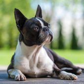 boston terrier relaxing