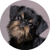 brussels griffon