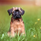 brussels griffon portrait