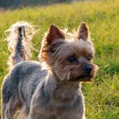 cairn terrier in the park mobile