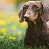 dark dachshund