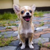 excited chihuahua