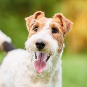 fox terrier