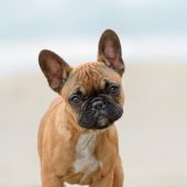 french bulldog main image 3 mobile