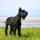 giant schnauzer portrait