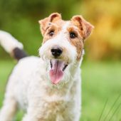 happy fox terrier