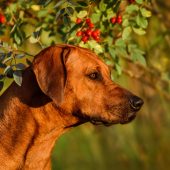 hodesian ridgeback