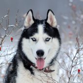 husky