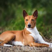 majestic basenji