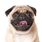 pug