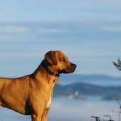 rhodesian ridgeback by the valley mobile