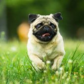 running pug