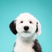 sheepadoodle