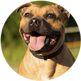 Staffordshire bull Terrier pet insurance